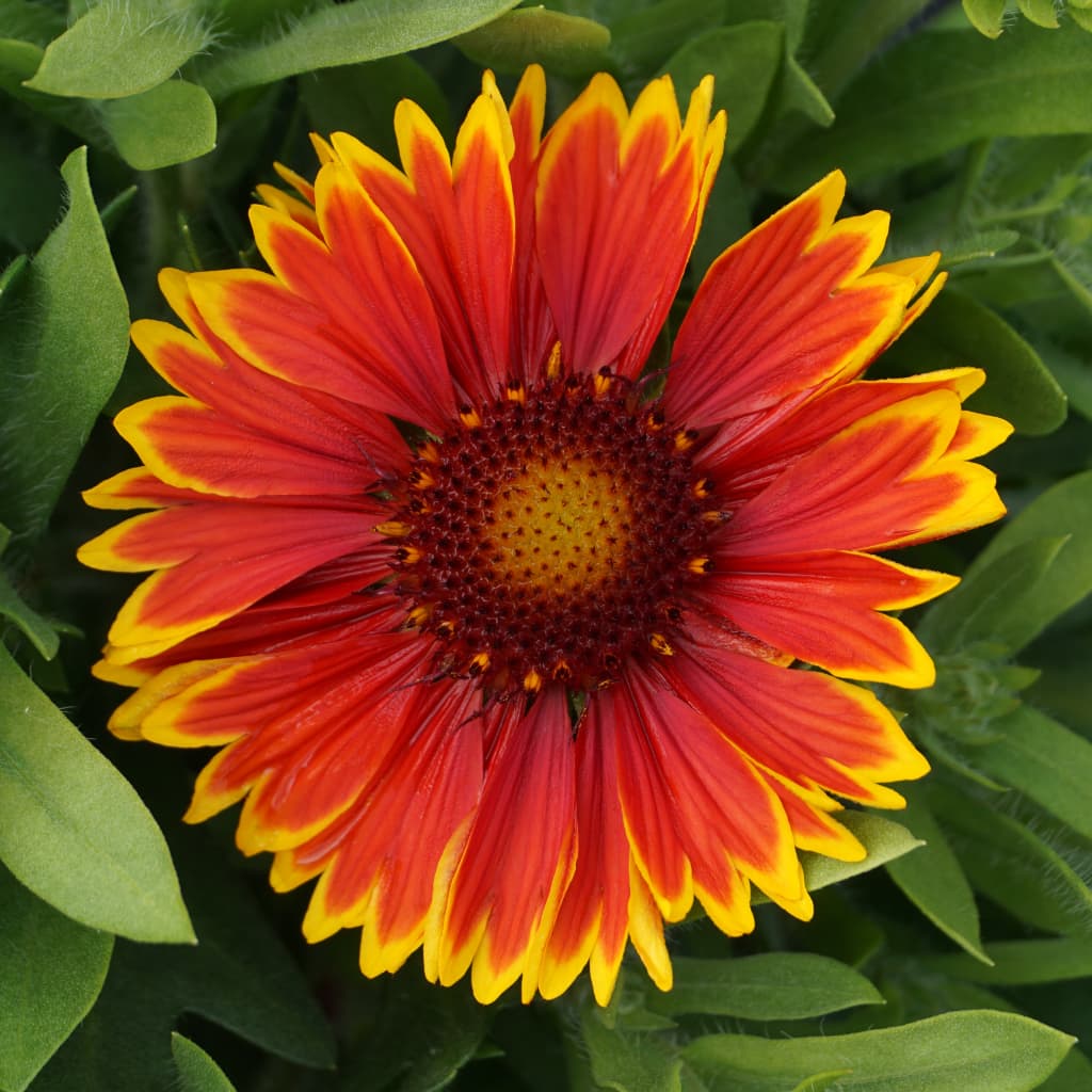 XXL-Kokardenblume 'SpinTop Orange Halo'® Orange