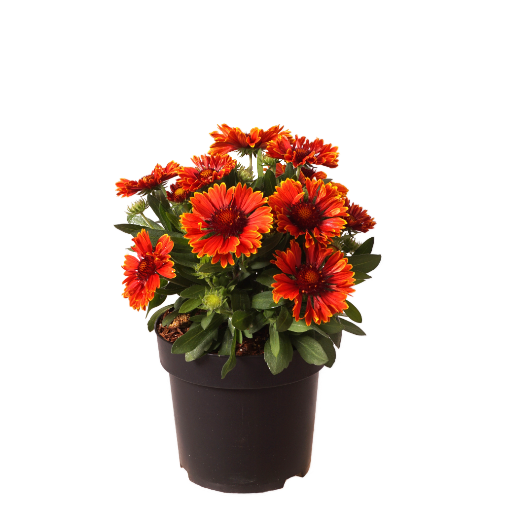 XXL-Kokardenblume 'SpinTop Yellow Touch'® Rot