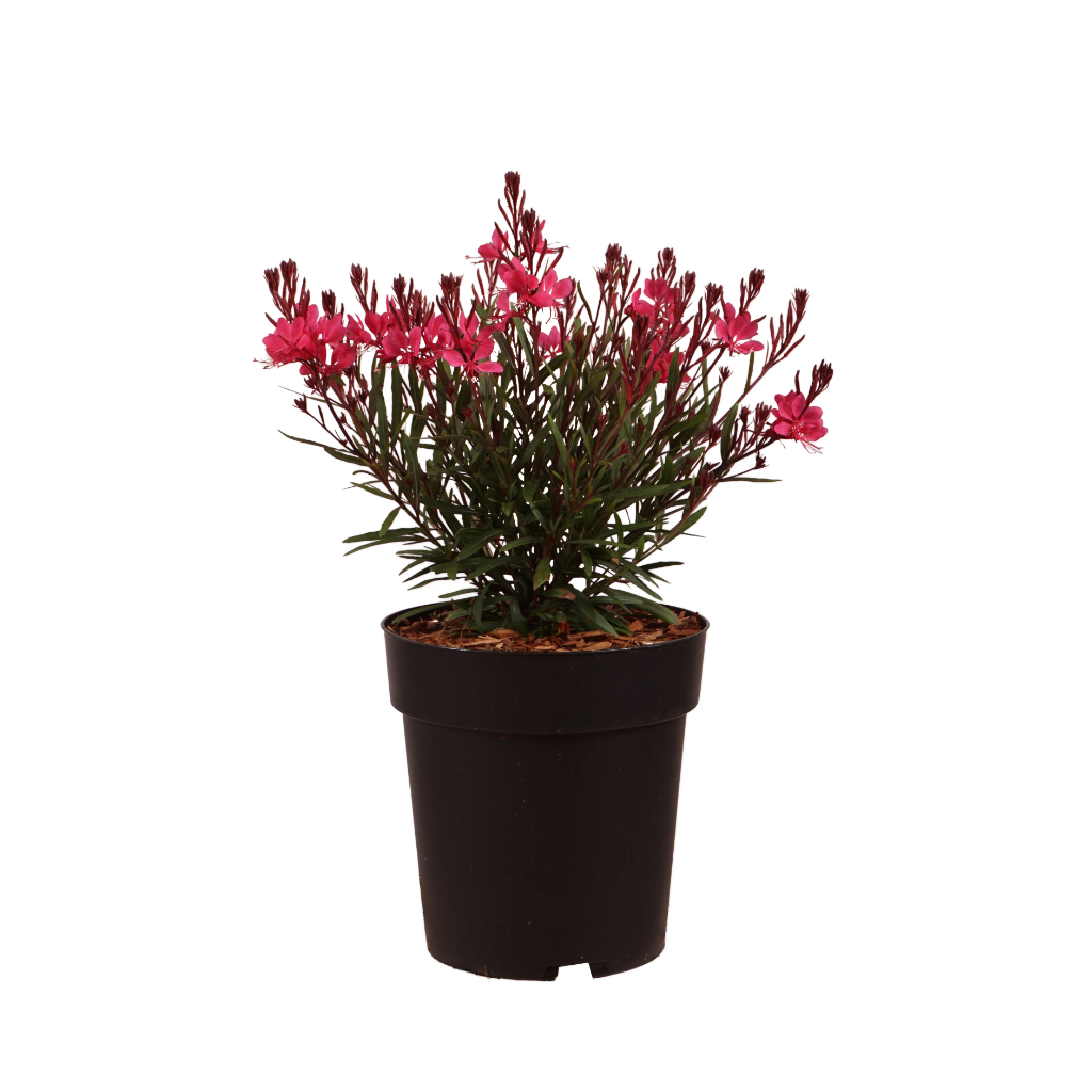 XXL-Prachtkerze 'Dark Pink' Rosa