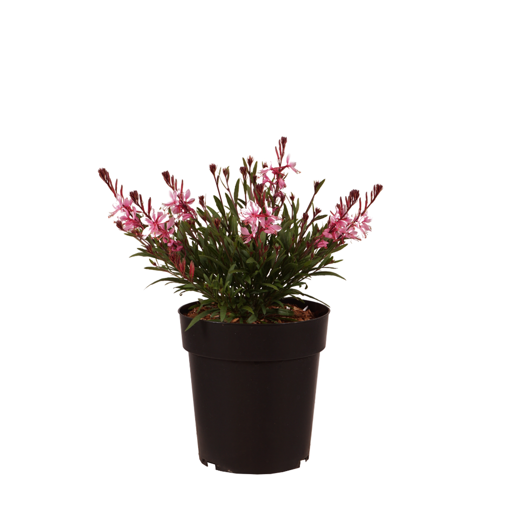 XXL-Prachtkerze 'Light Pink' Rosa