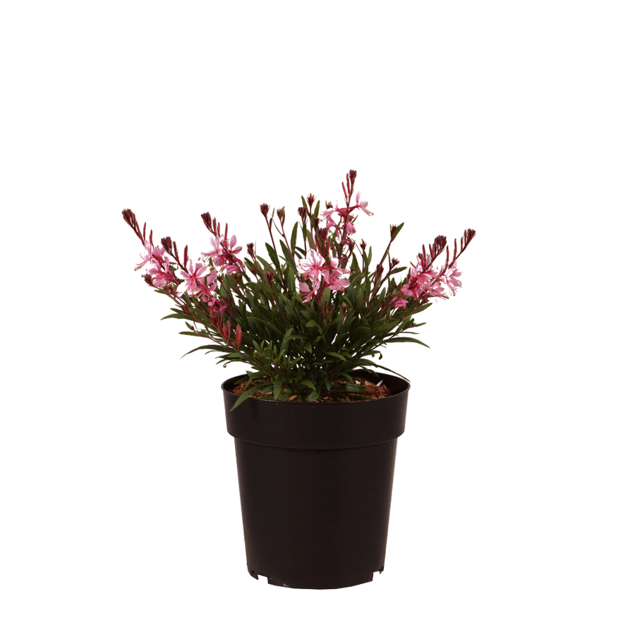XXL-Prachtkerze 'Light Pink' Rosa