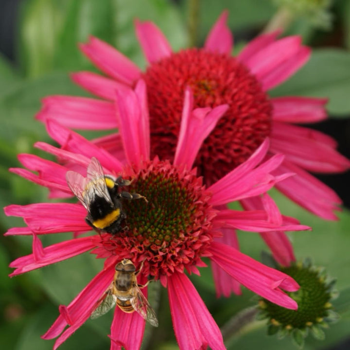 XXL-Purpur-Sonnenhut 'Delicious Candy'® Rot