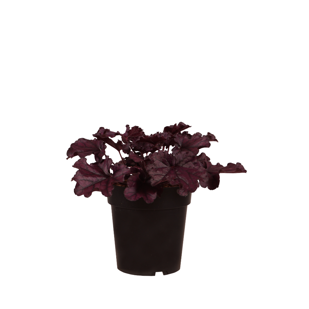 XXL-Purpurglöckchen 'Forever Purple' Rot