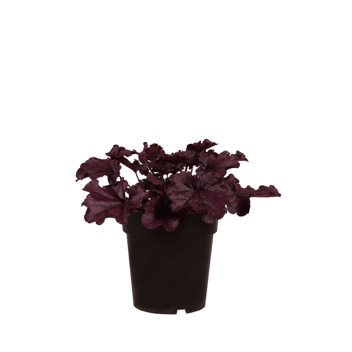 XXL-Purpurglöckchen 'Forever Purple' Rot