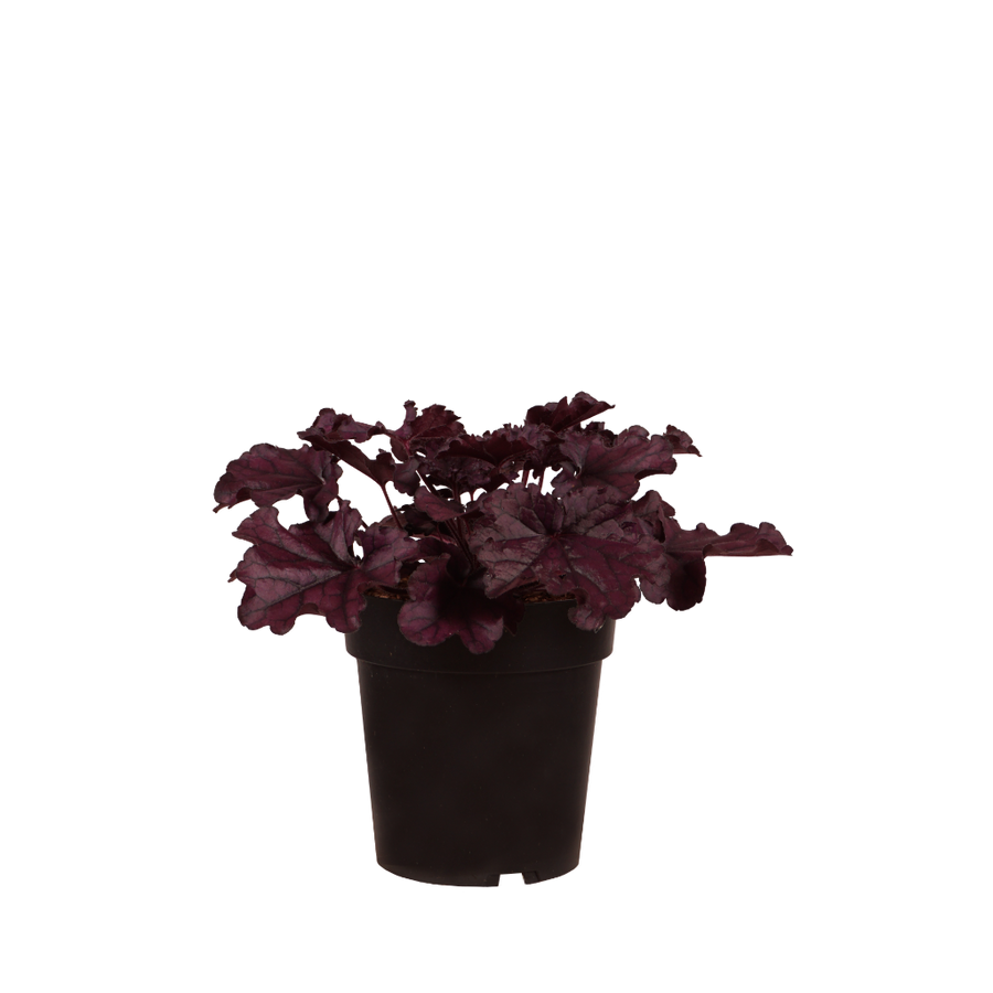 XXL-Purpurglöckchen 'Forever Purple' Rot
