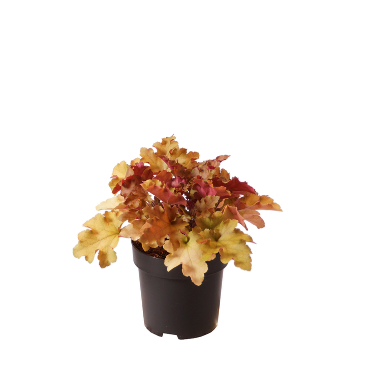 XXL-Silberglöckchen 'Marmalade'® Rosa