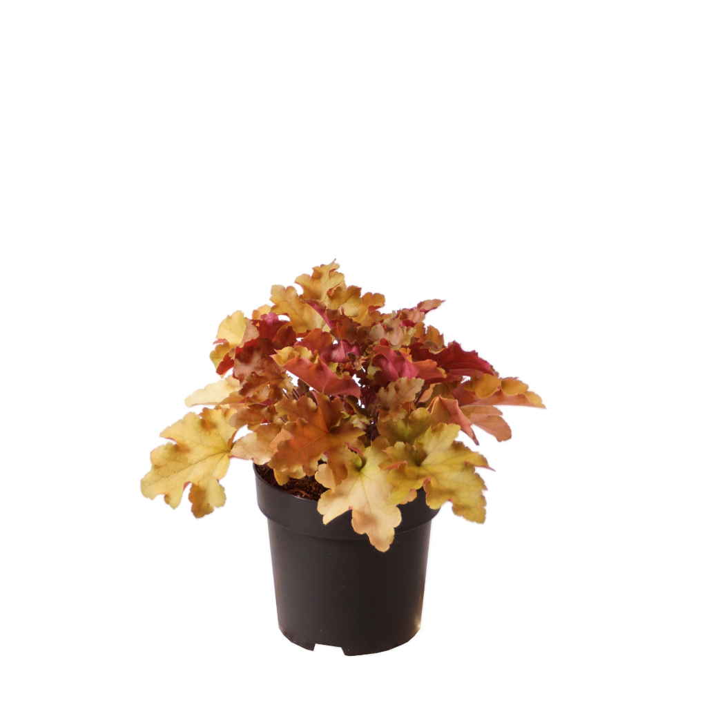 XXL-Silberglöckchen 'Marmalade'® Rosa