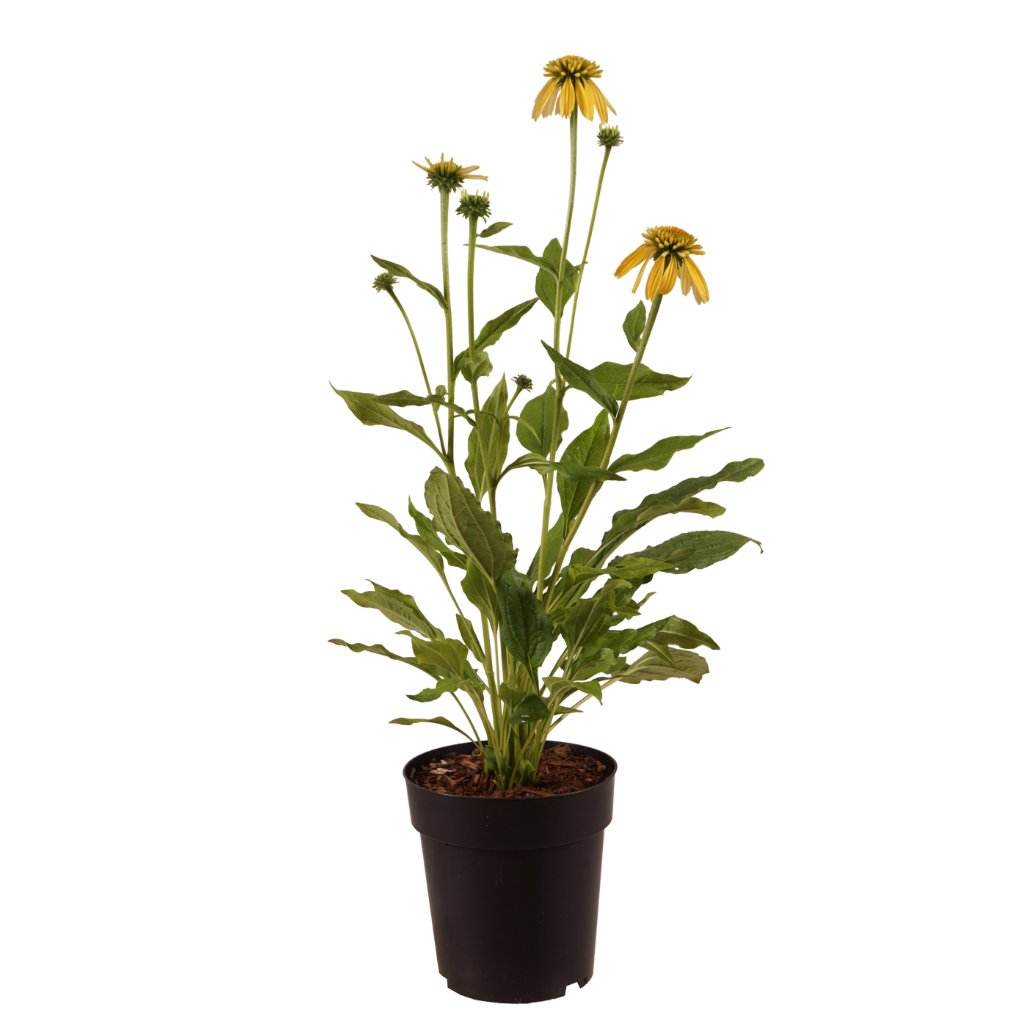 XXL-Sonnenhut 'Eccentric Yellow'® Gelb