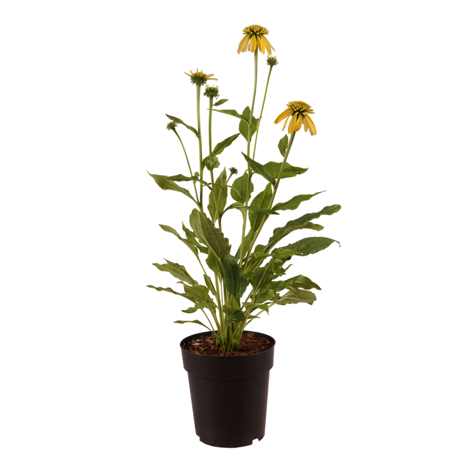 XXL-Sonnenhut 'Eccentric Yellow'® Gelb