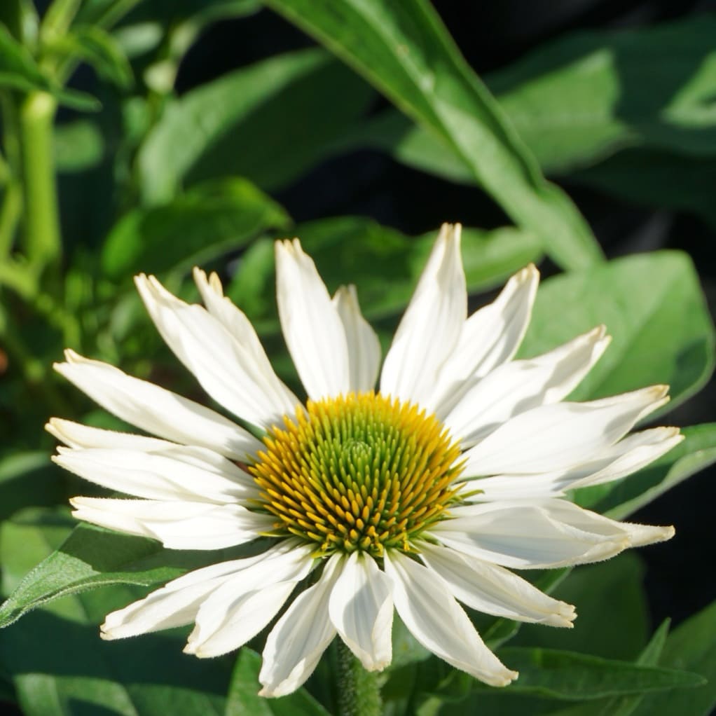 XXL-Sonnenhut 'SunMagic Pearl White'® Weiß