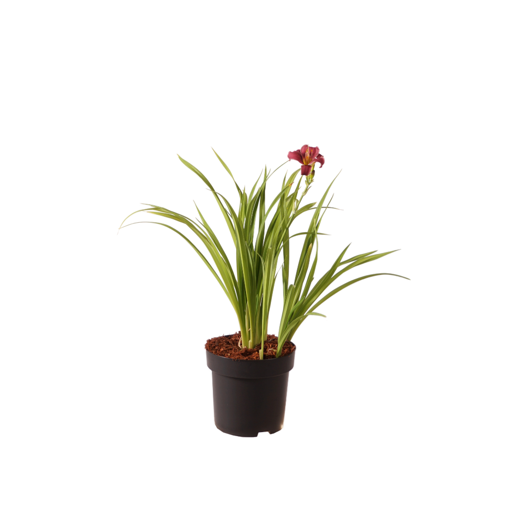 XXL-Taglilie 'Little Missy' Rot