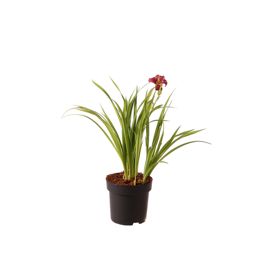 XXL-Taglilie 'Little Missy' Rot