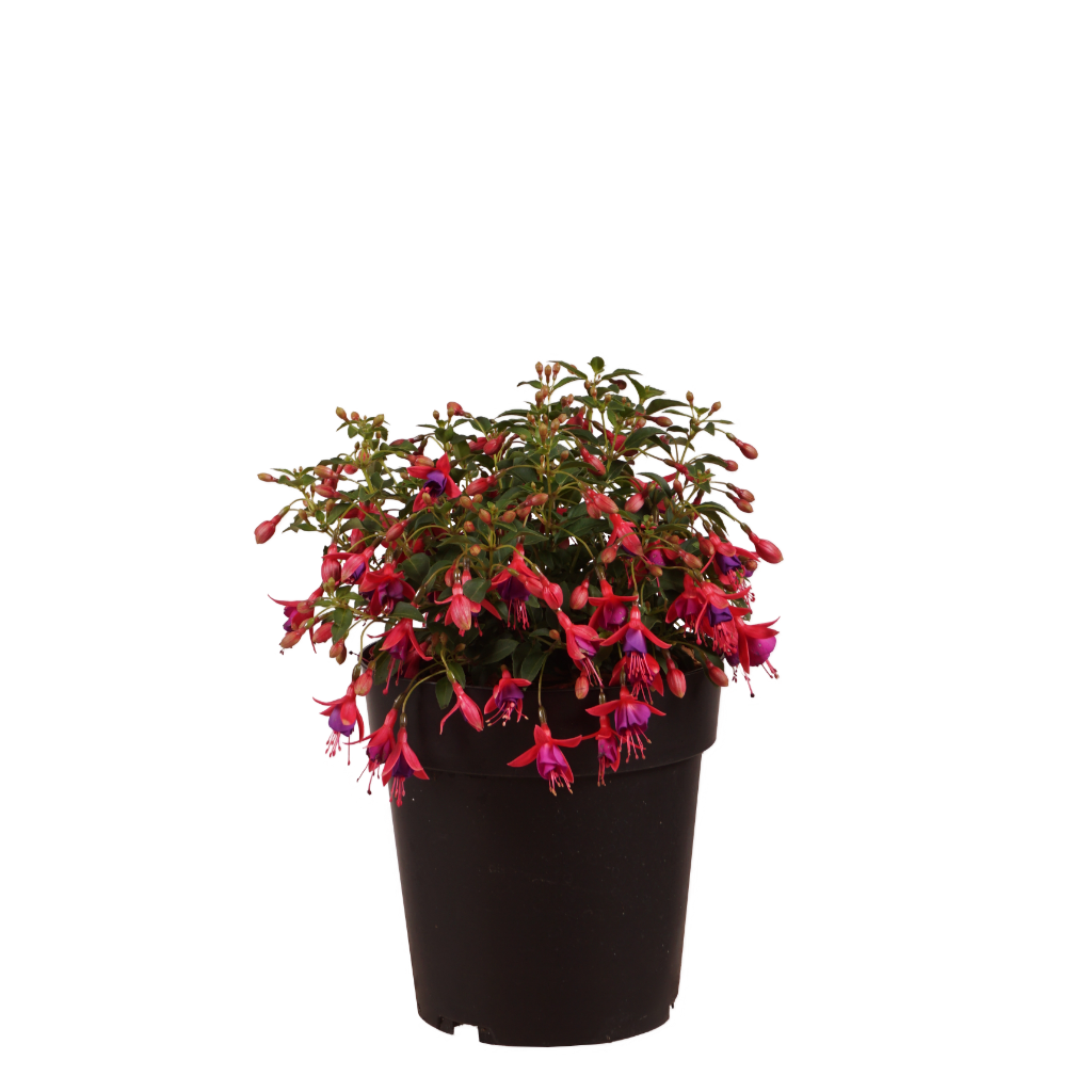 XXL-Winterharte Scharlach-Fuchsie 'Tom Thumb' Rot-Violett