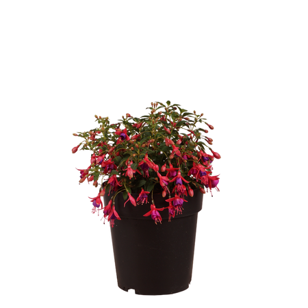 XXL-Winterharte Scharlach-Fuchsie 'Tom Thumb' Rot-Violett – Plantura