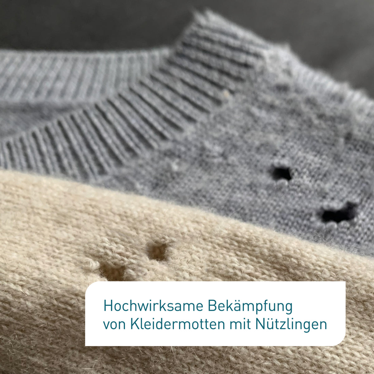 Pullover von Kleidermotten zerfressen