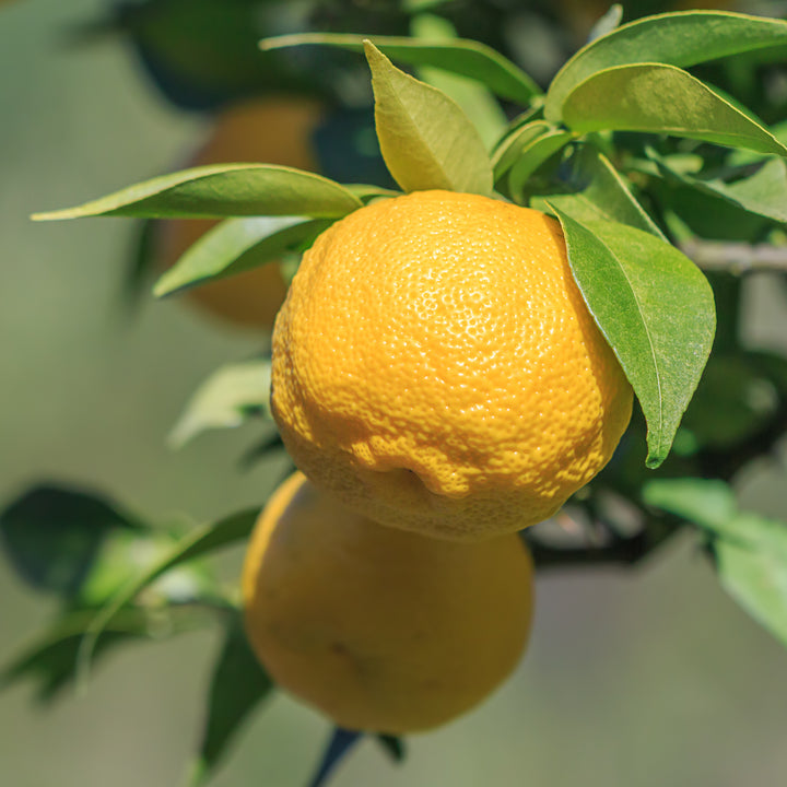 Yuzu-Zitrone am Baum