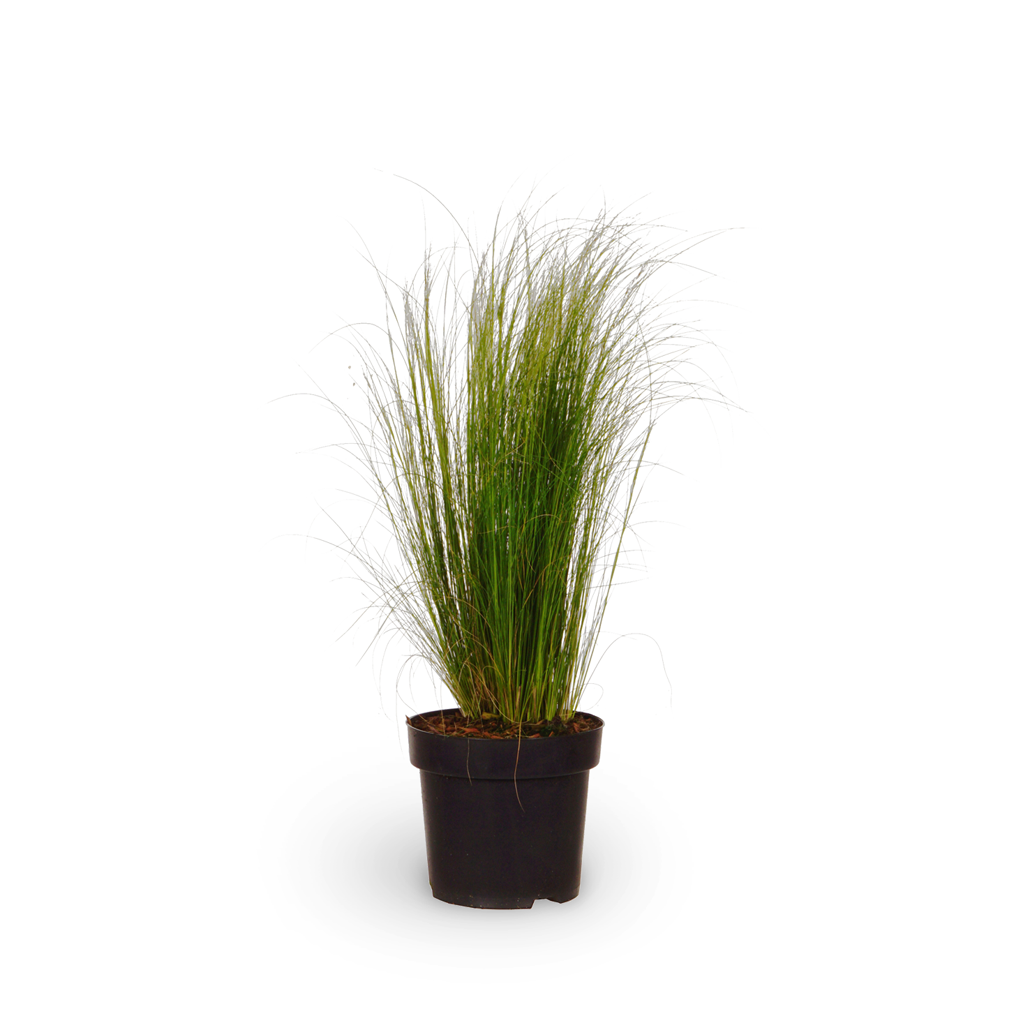 Zartes Federgras 'Ponytails'