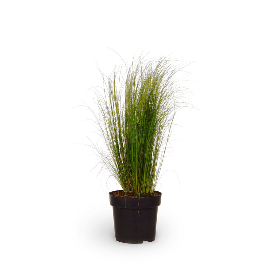 Zartes Federgras 'Ponytails'