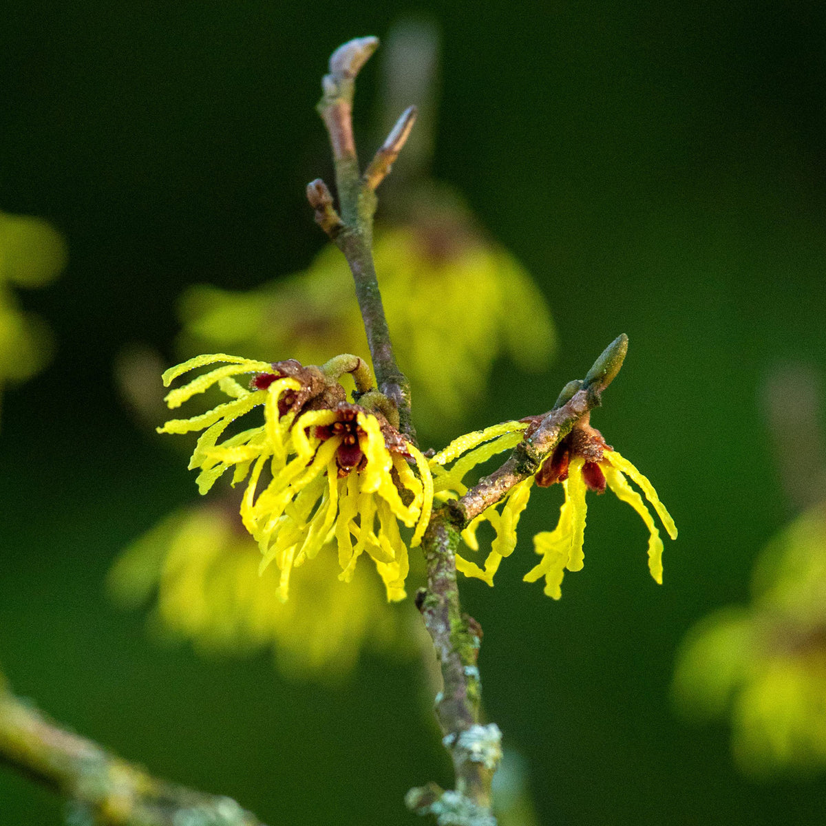 Blüte der 'Arnold Promise' Zaubernuss