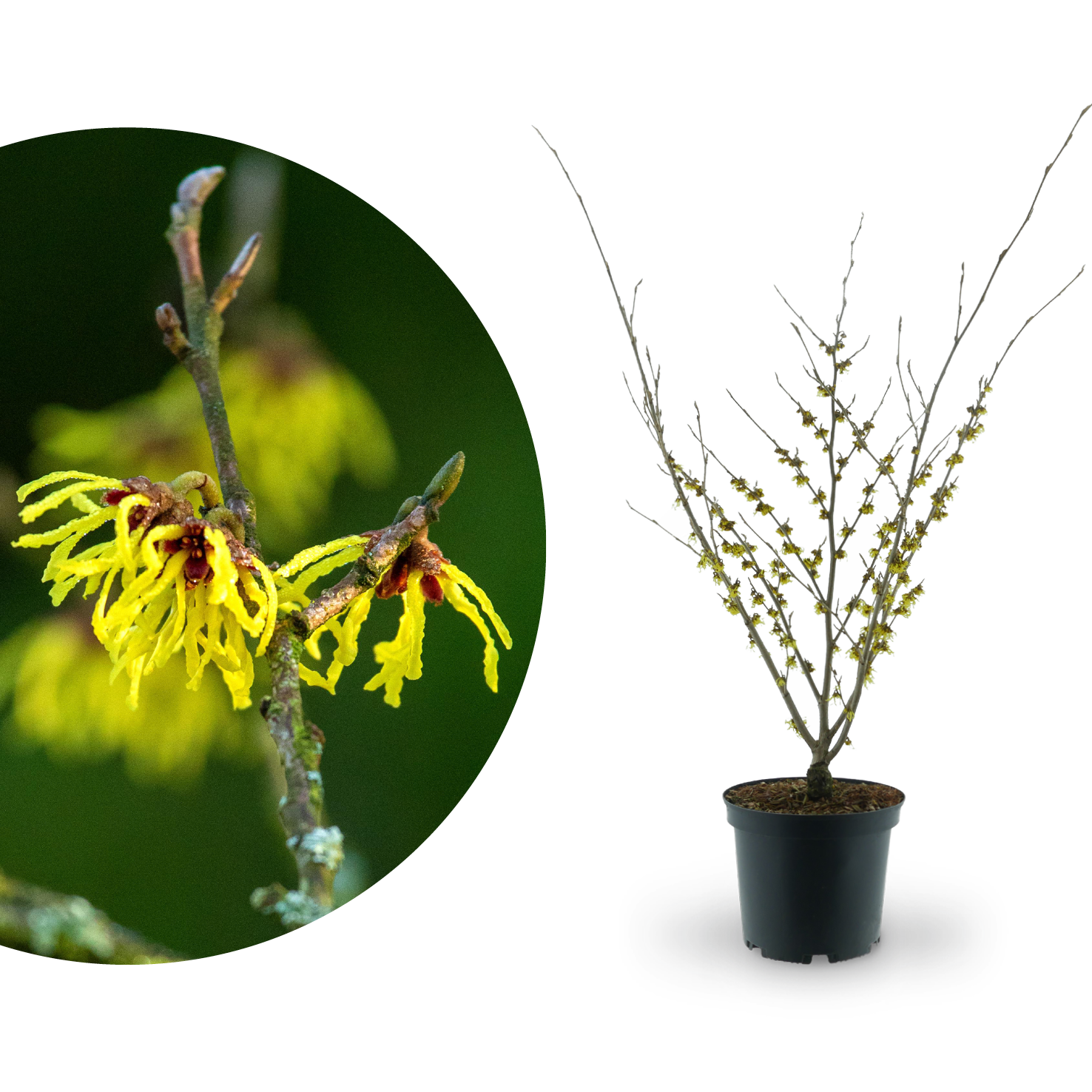 Zaubernuss 'Arnold Promise' Gelb