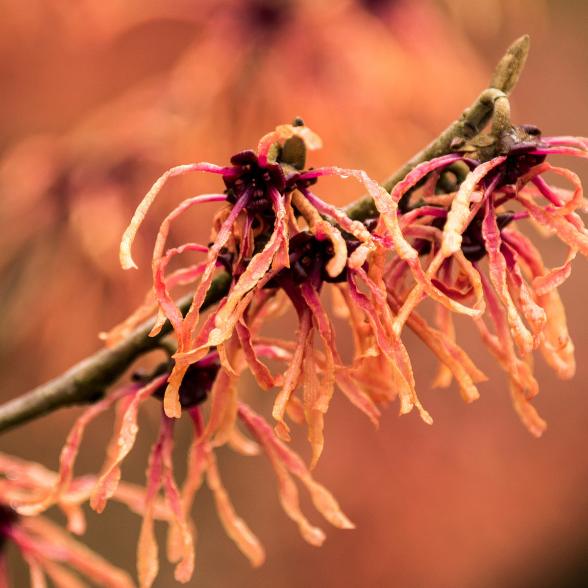 Kupferrote Blüte der Zaubernuss 'Feuerzauber'