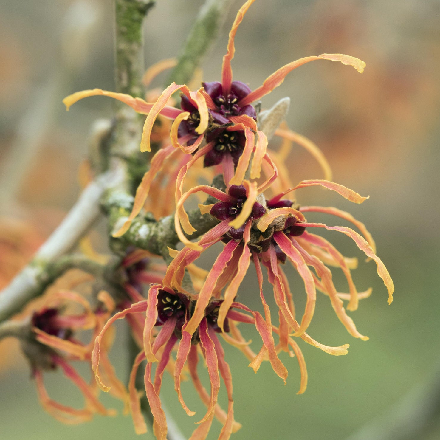 Orange Blüte der Zaubernuss 'Jelena'