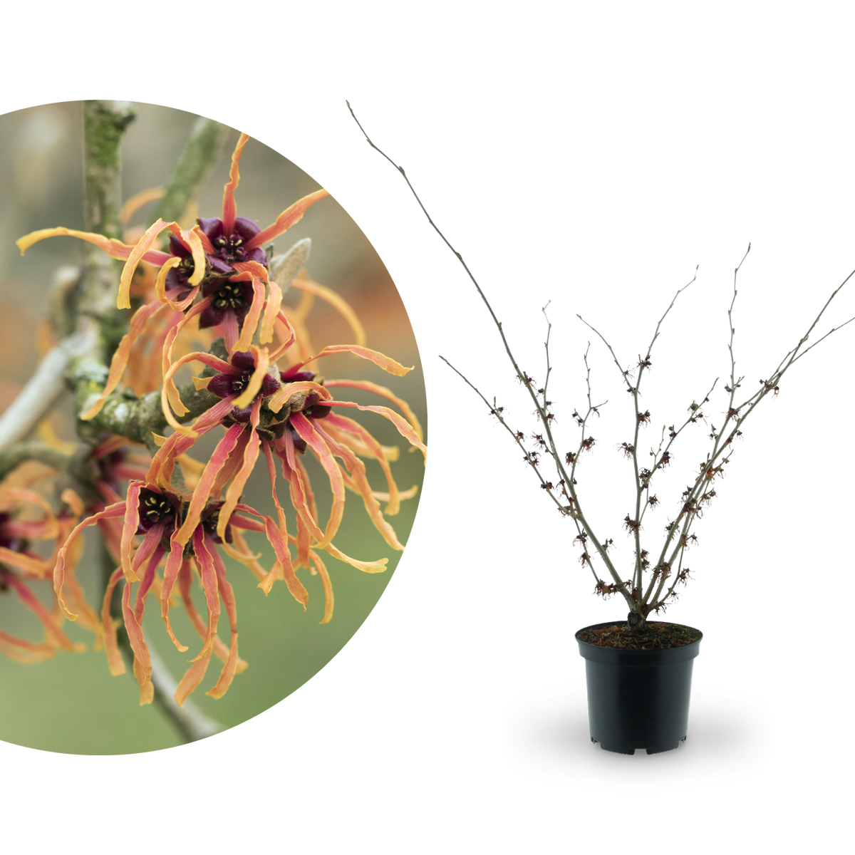 Zaubernuss 'Jelena' Orange