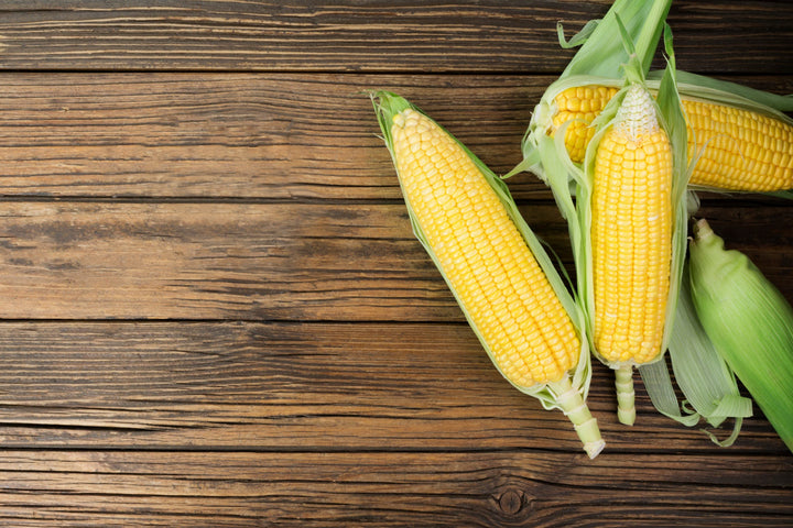 Zea mays convar. saccharata 'Golden Bantam'