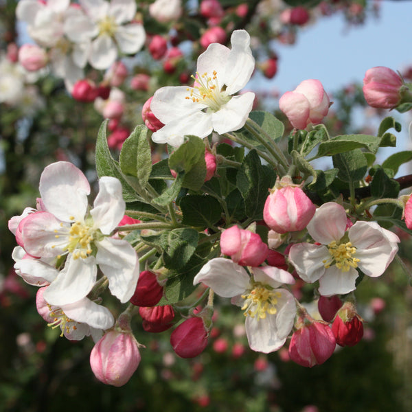Blüte des Zier-Apfelbaum 'Evereste'®