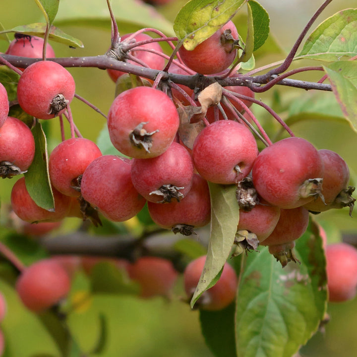Früchte des Zier-Apfelbaum 'Evereste'®