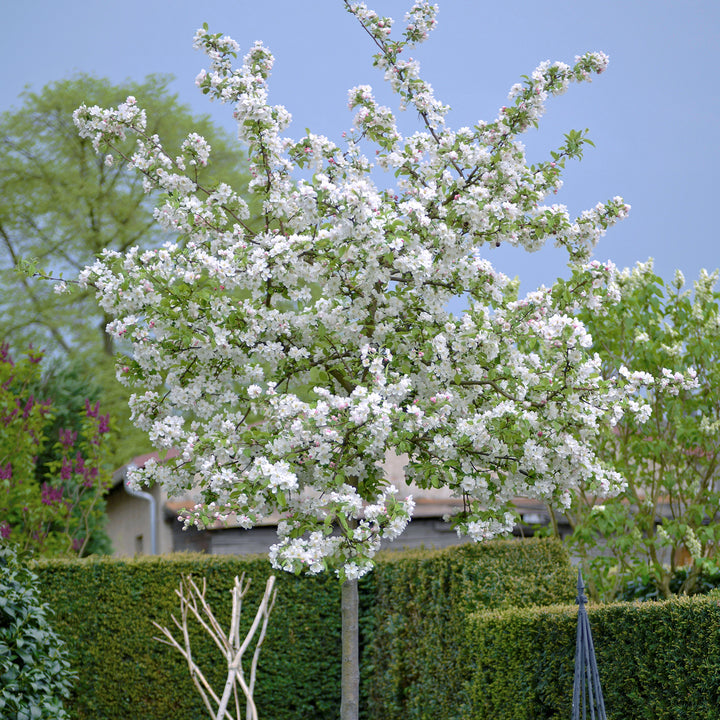 Zier-Apfelbaum 'Evereste'® im Garten