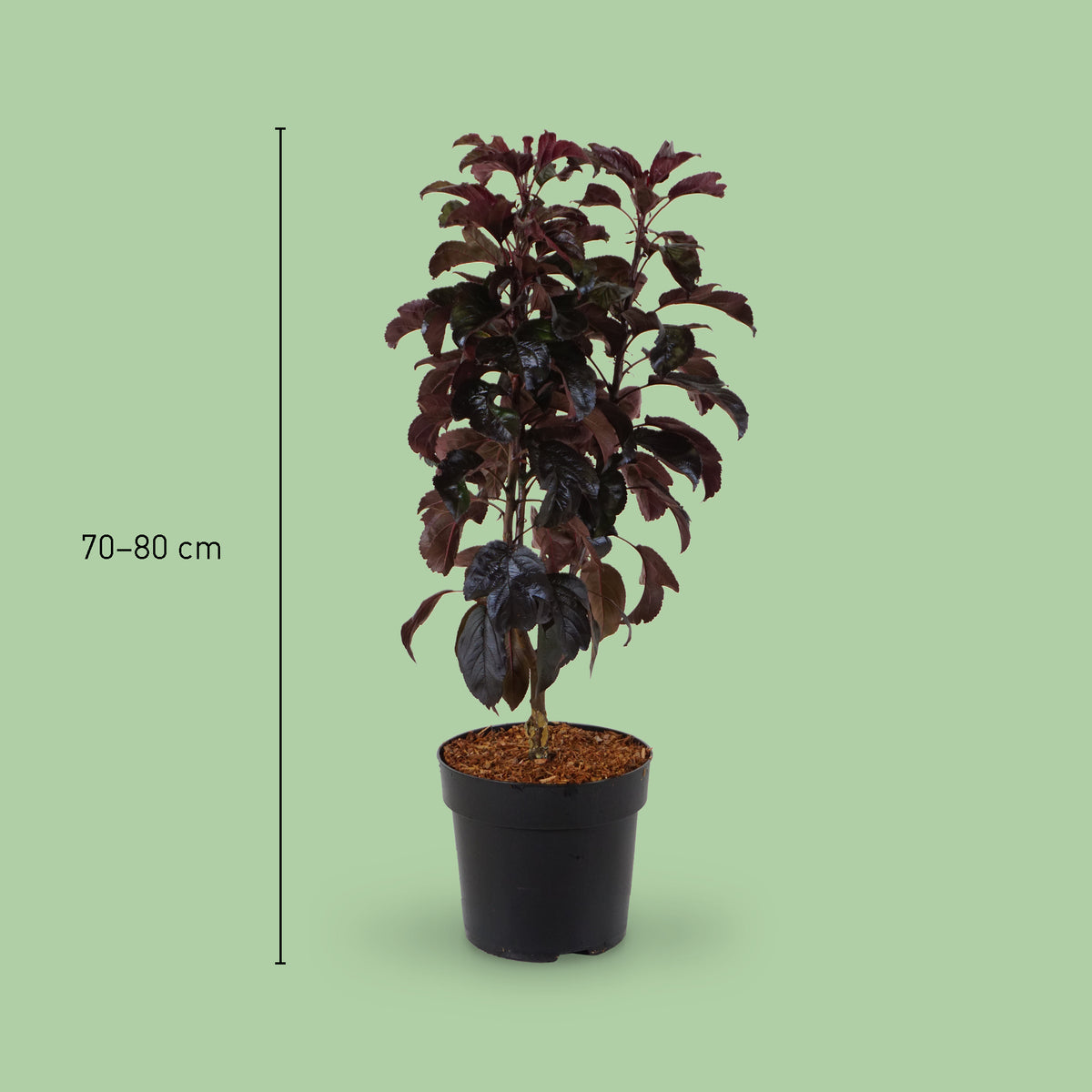 Größe des Zier-Apfelbaum 'Aros'®