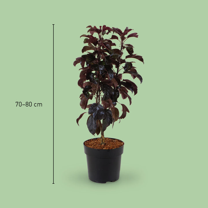Größe des Zier-Apfelbaum 'Aros'®