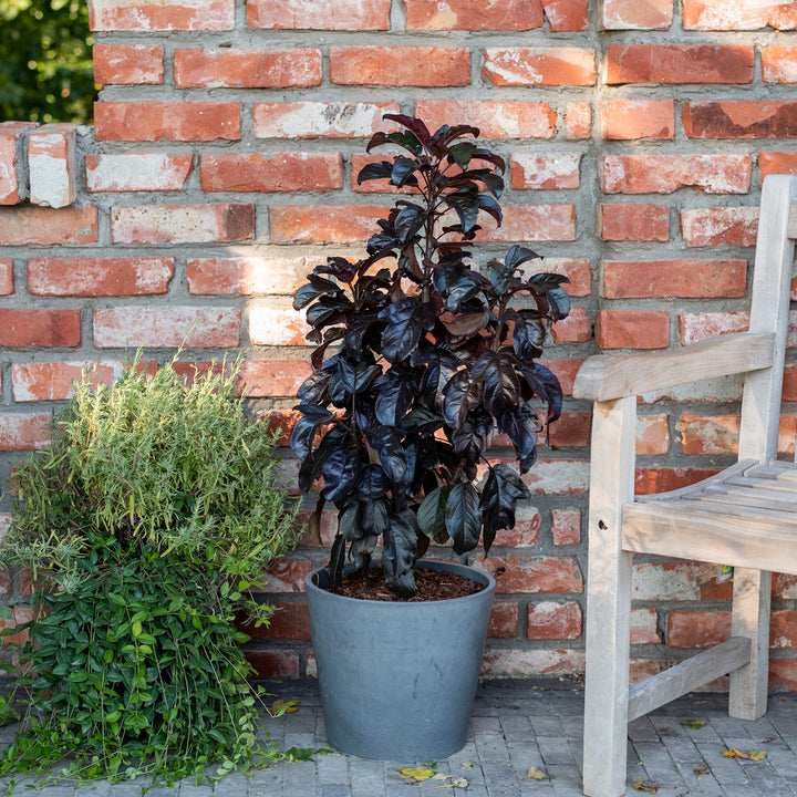 Zier-Apfelbaum 'Aros'® im Topf