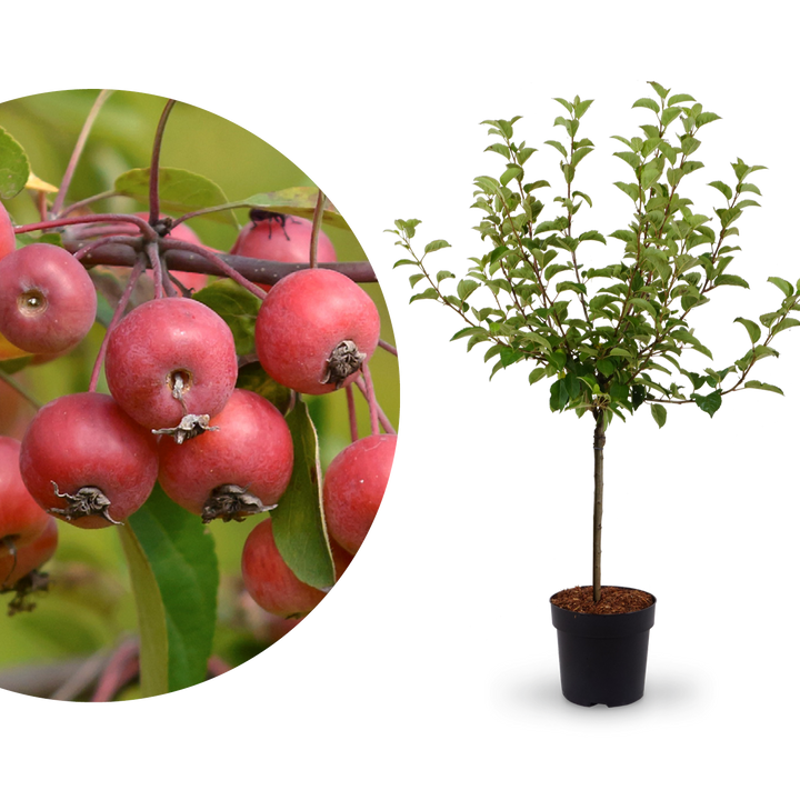 Zier-Apfelbaum 'Evereste'®