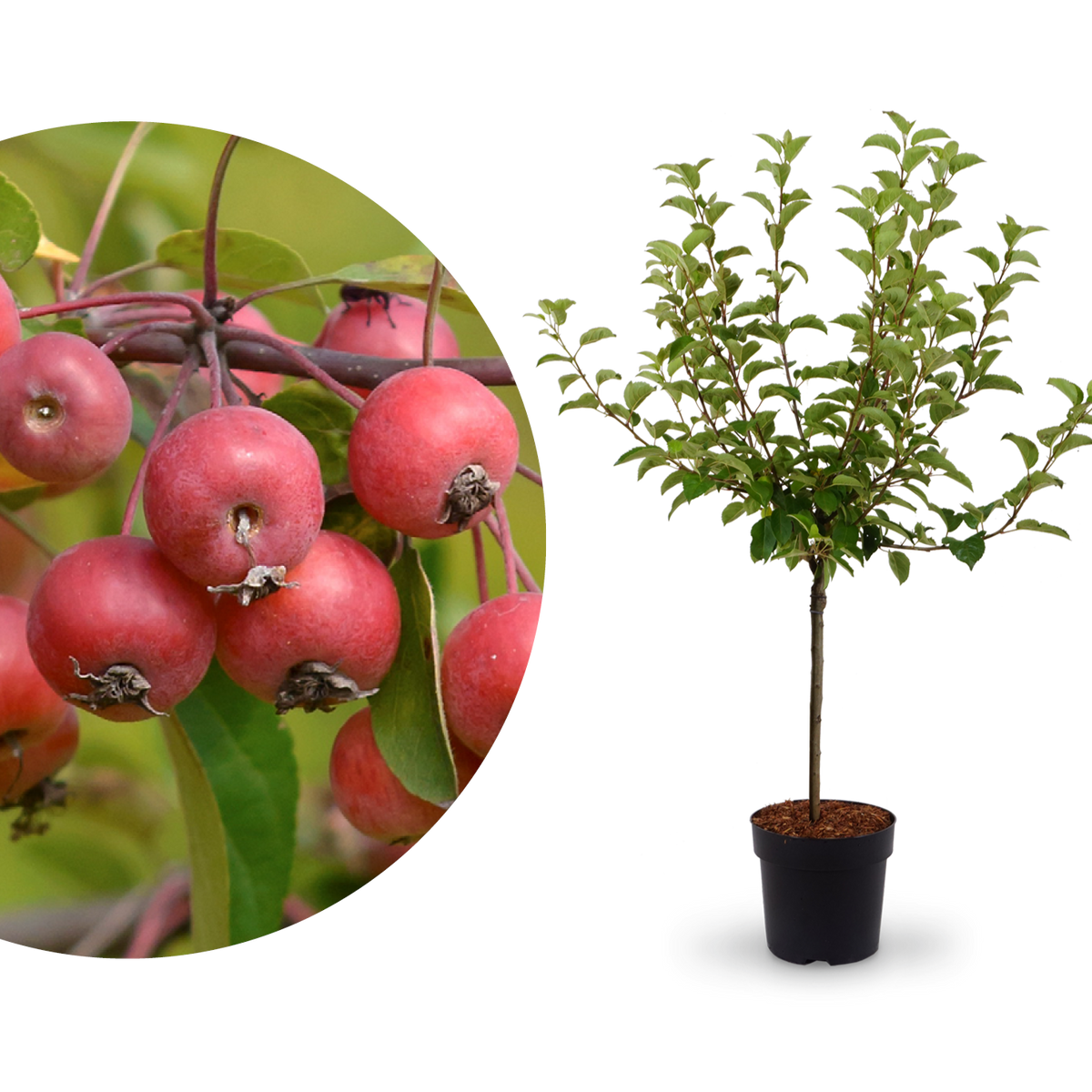 Zier-Apfelbaum 'Evereste'®