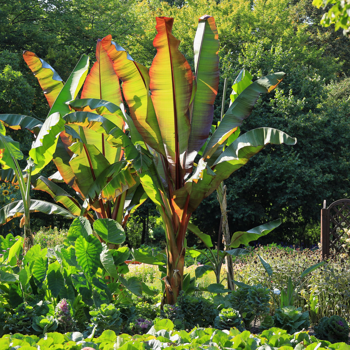 Zier-Banane 'Maurelli' im Garten