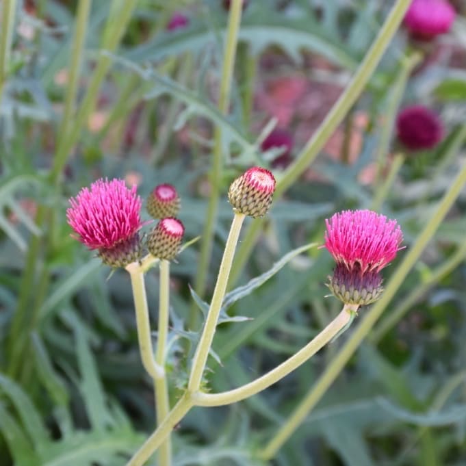Zier-Distel 'Atropurpureum' Rot