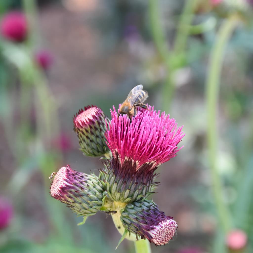 Zier-Distel 'Atropurpureum' Rot