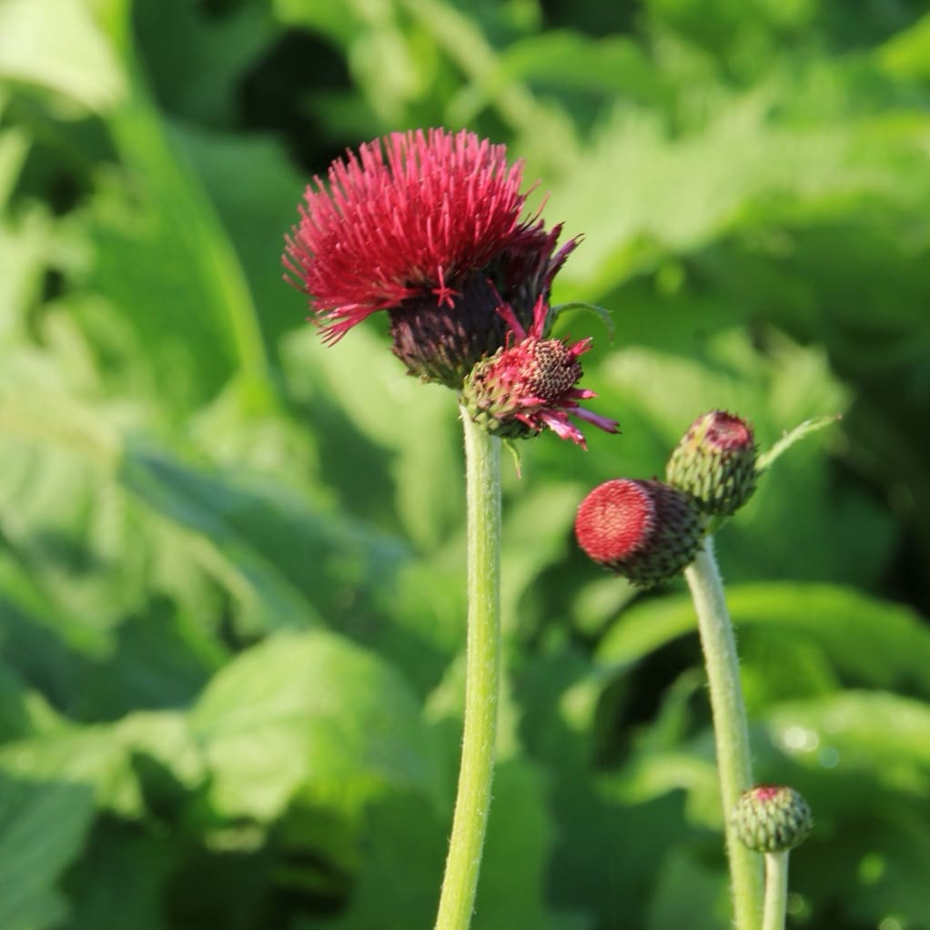 Zier-Distel 'Atropurpureum' Rot
