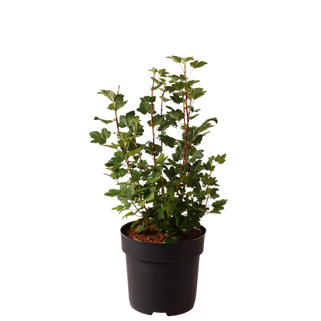 Zier-Johannisbeere 'Amore' Rot