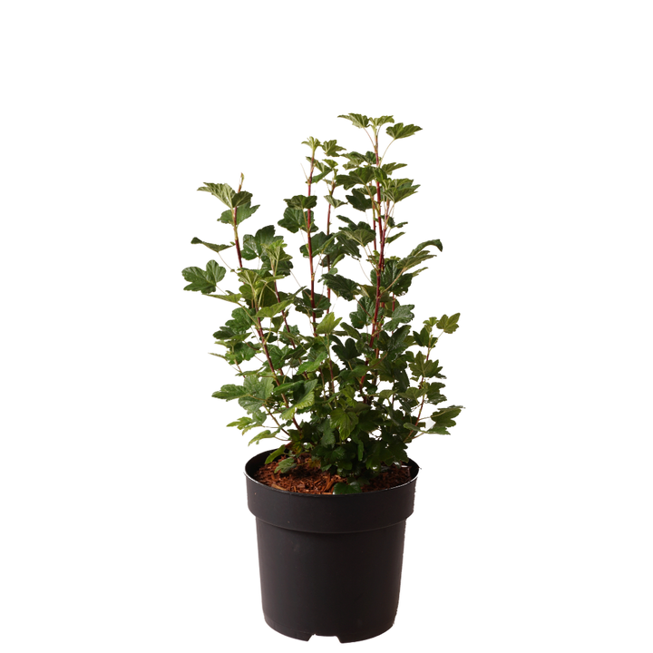 Zier-Johannisbeere 'Amore' Rot