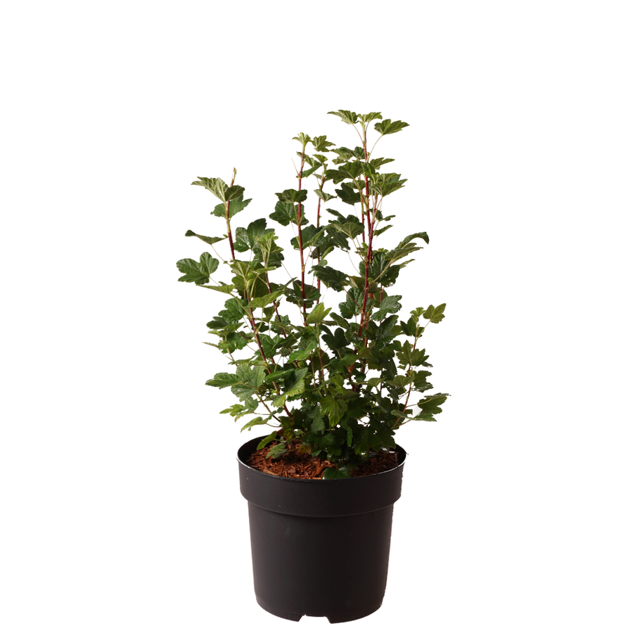 Zier-Johannisbeere 'Amore' Rot