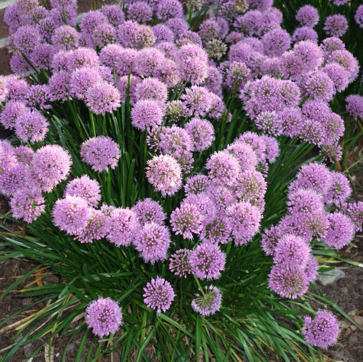 Zier-Lauch 'Millenium' Purpur