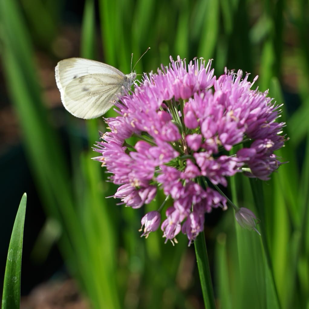 Zier-Lauch 'Millenium' Purpur