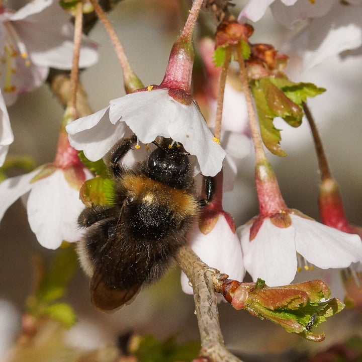 Bienenfreundliche Zierkirsche 'Kojou-no-mai'