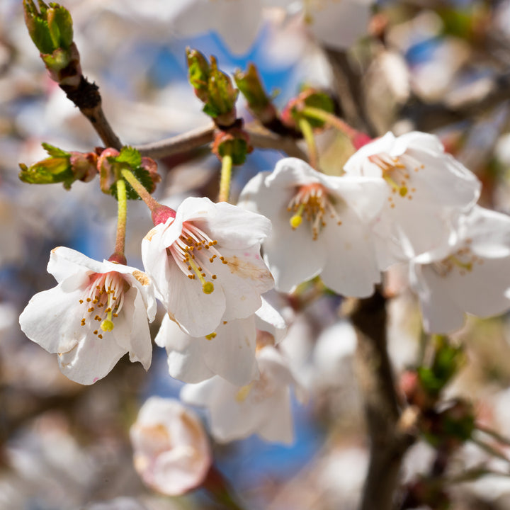 Blüte der Zierkirsche 'Kojou-no-mai'
