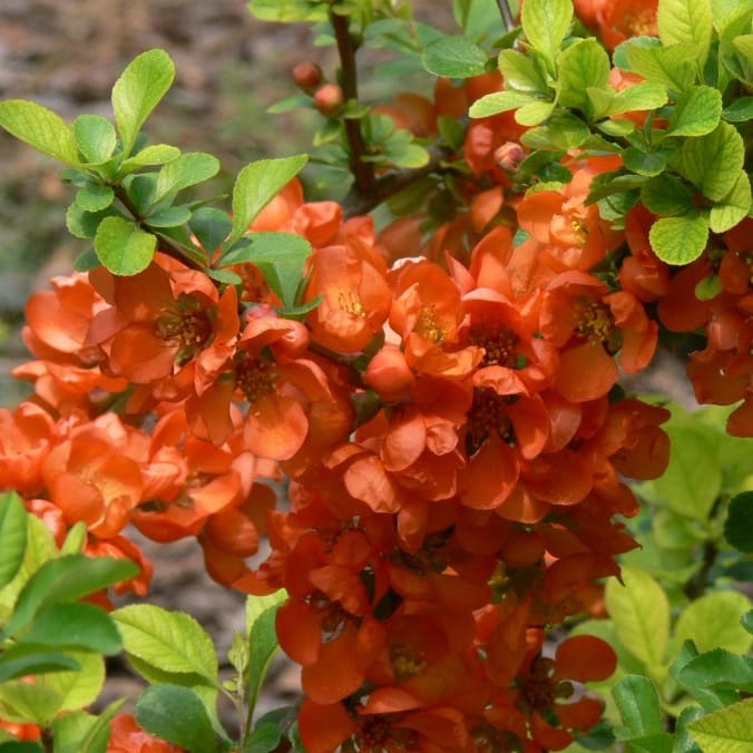 Zierquitte 'Cido' Orange-Rot