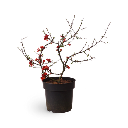 Zierquitte 'Hot Fire' kaufen - Plantura Shop