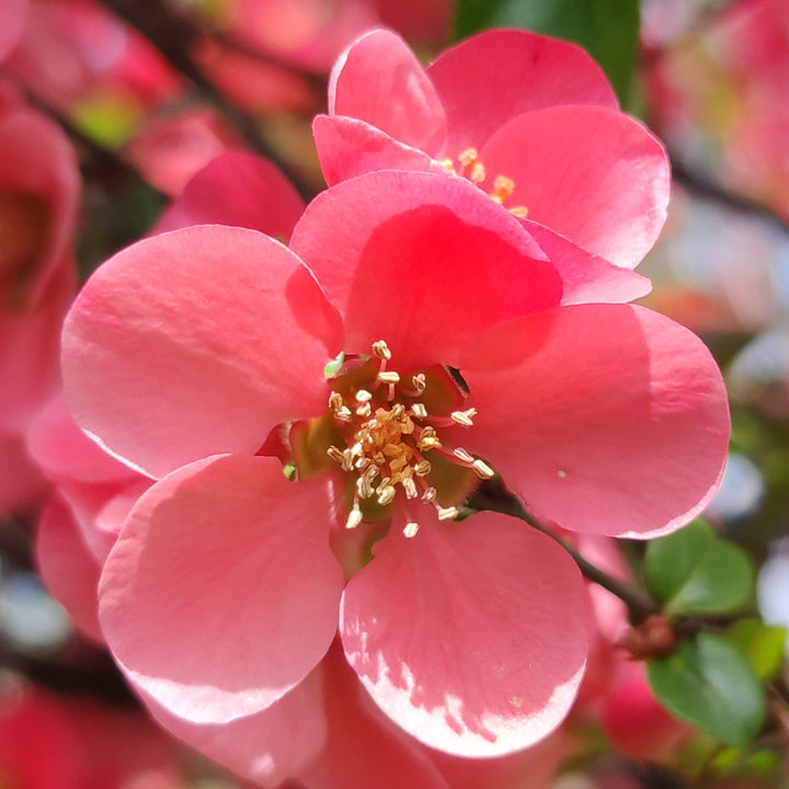 Blüte der Zierquitte 'Pink Lady'